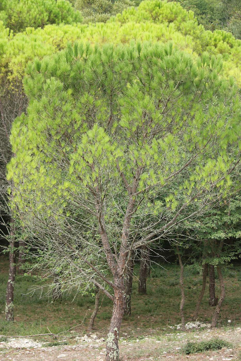 Image of Pinus pinea specimen.