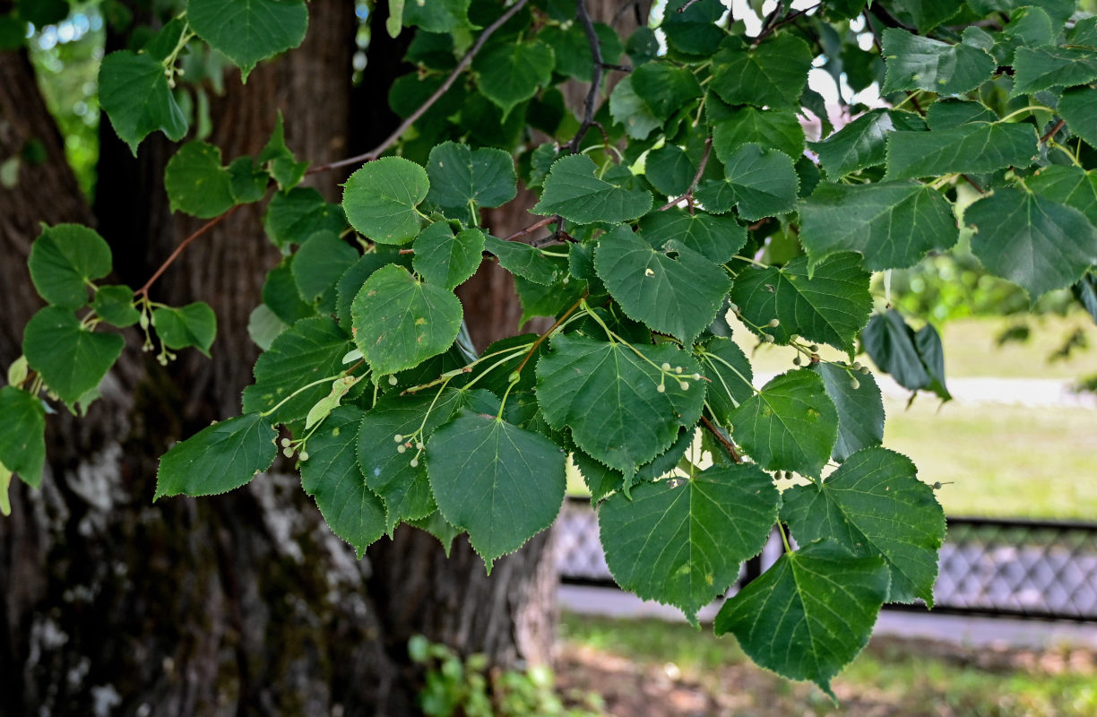 Изображение особи Tilia cordata.