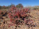 Salsola laricina