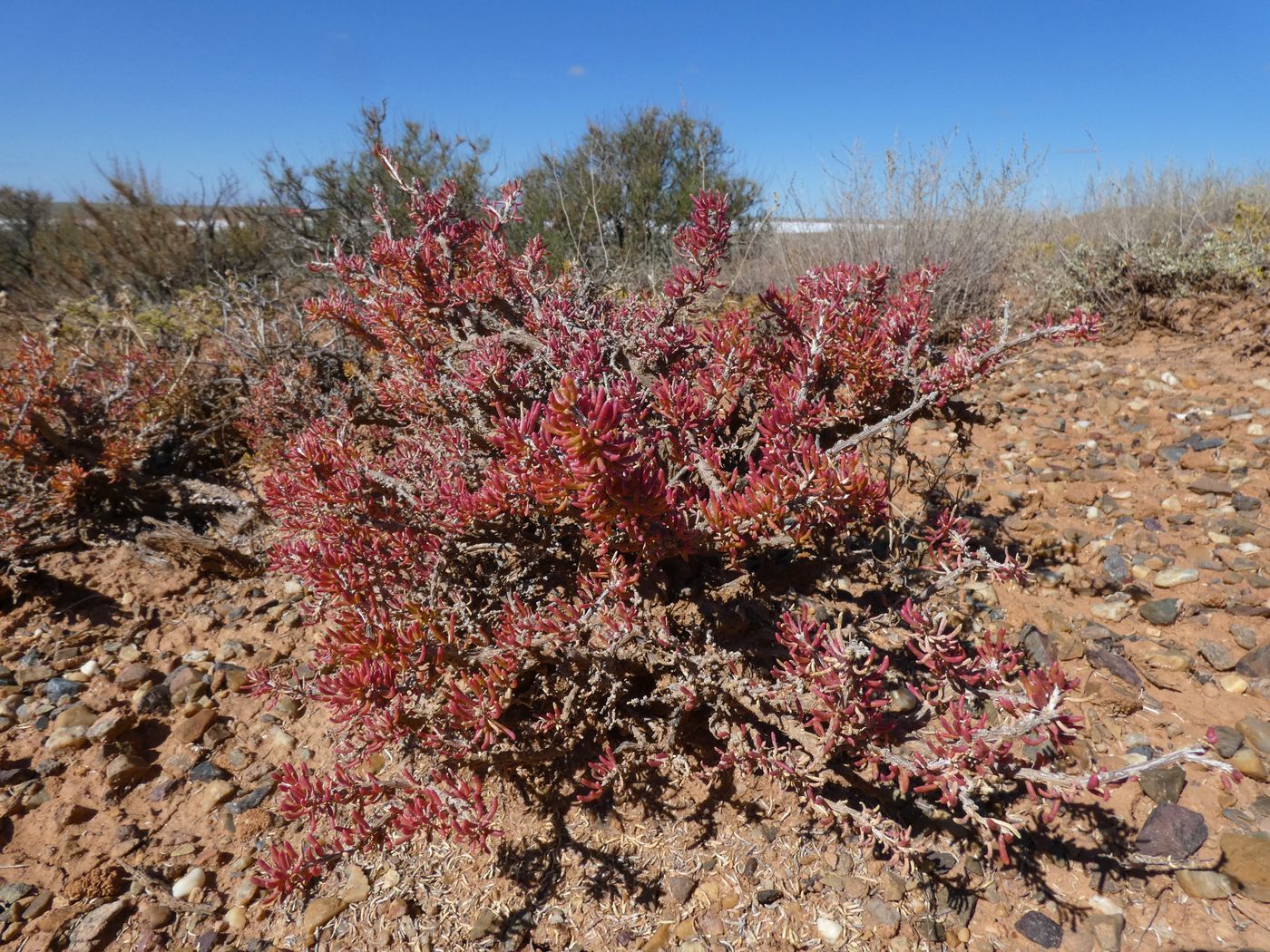 Изображение особи Salsola laricina.