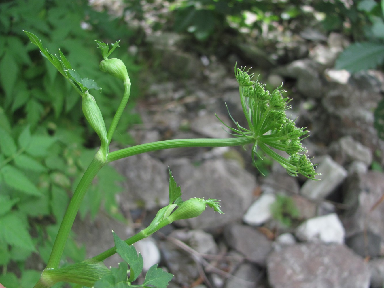 Изображение особи Rhizomatophora aegopodioides.