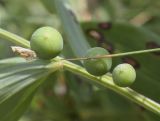 Polygonatum odoratum