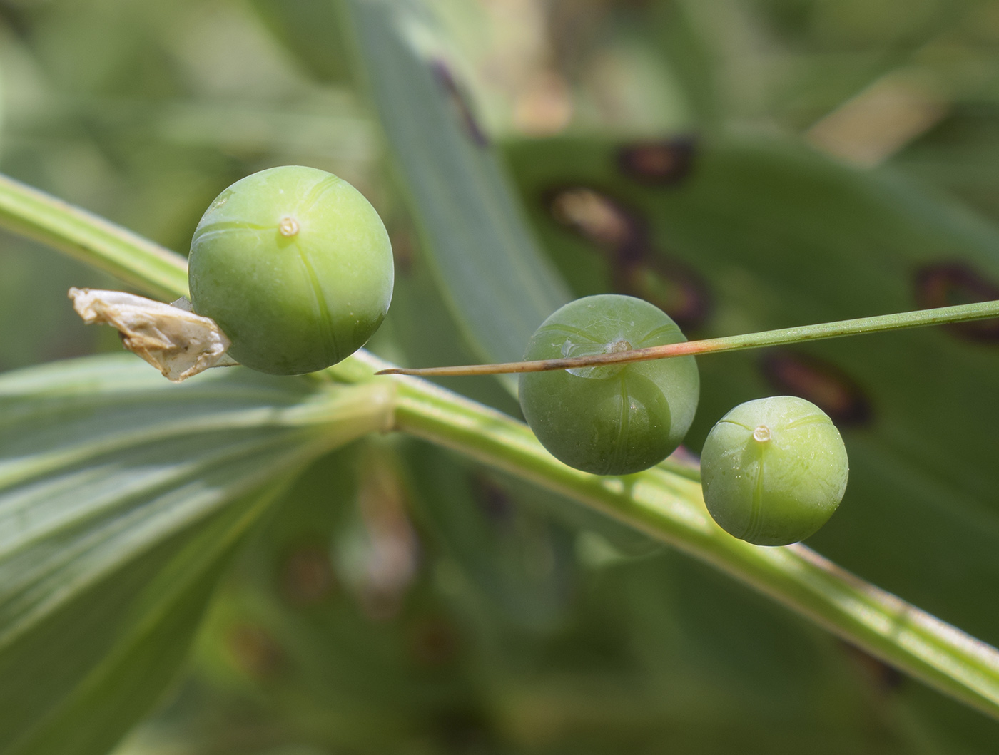 Image of Polygonatum odoratum specimen.