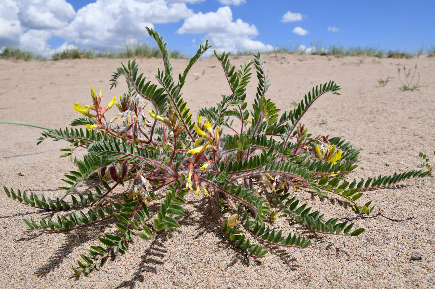 Изображение особи Astragalus rubtzovii.