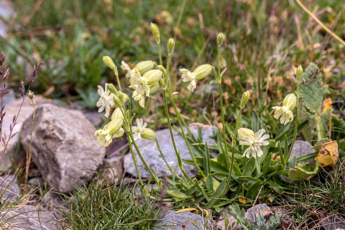 Image of Silene lychnidea specimen.