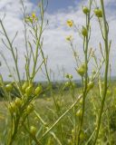 Bunias orientalis. Веточки с плодами. Карачаево-Черкесия, Зеленчукский р-н, окр. станицы Исправная, СЗ склон горы Джисса, ≈ 1000 м н.у.м., горный луг. 15.06.2024.