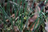 Equisetum hyemale