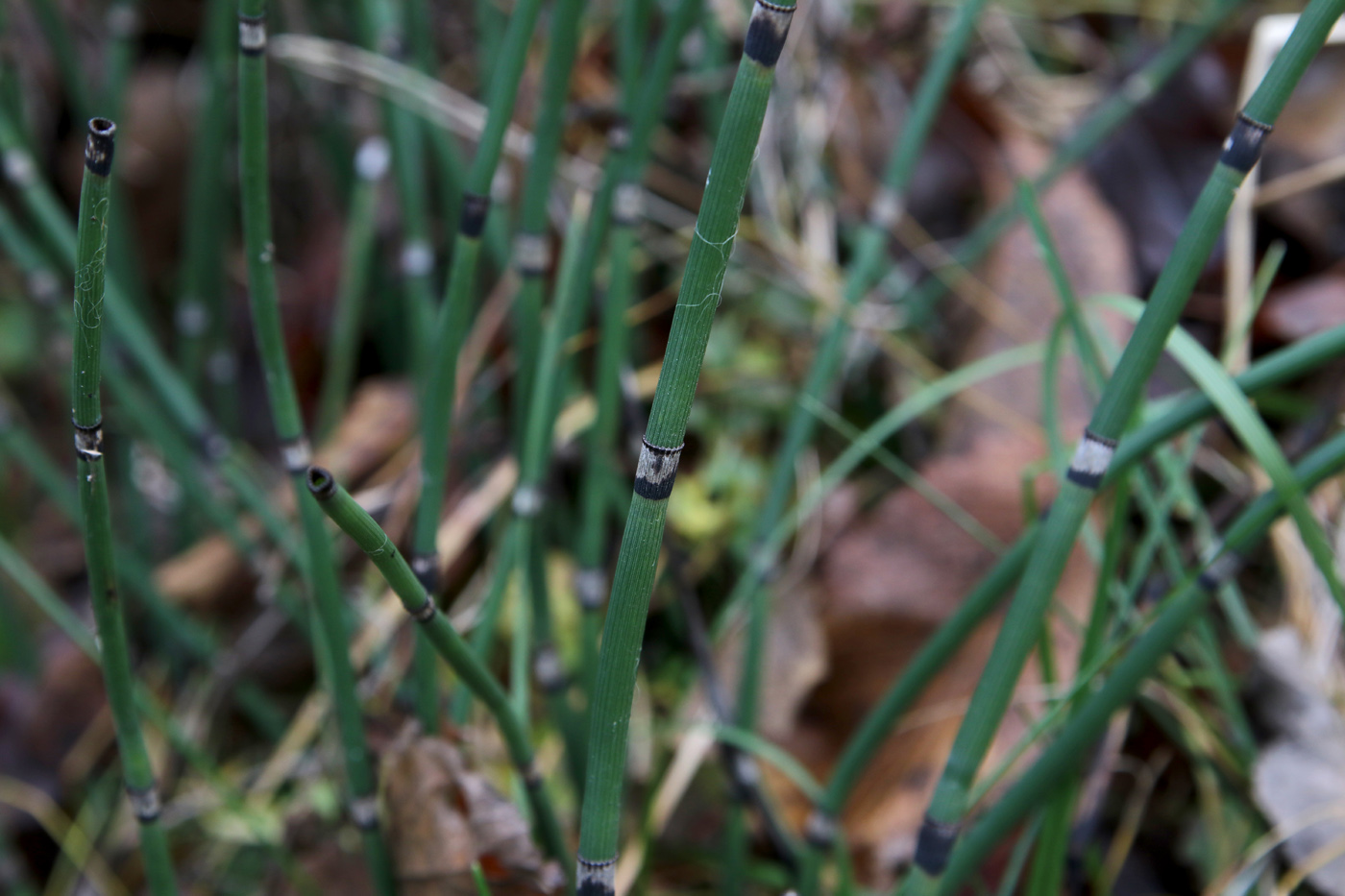 Изображение особи Equisetum hyemale.