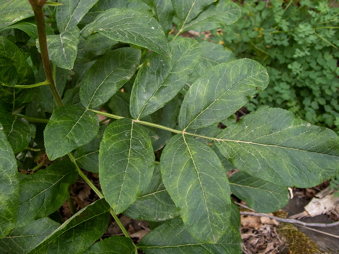 Image of Dictamnus gymnostylis specimen.