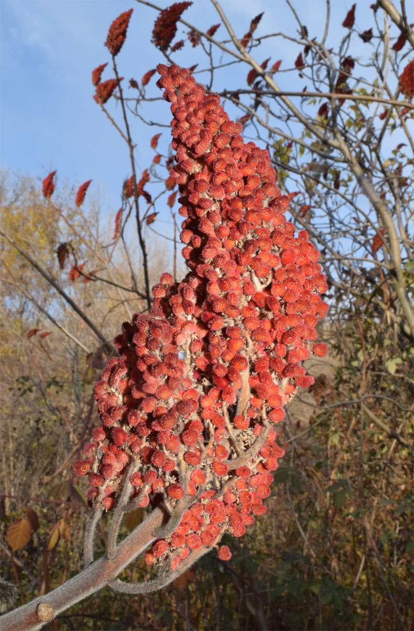 Image of Rhus glabra specimen.