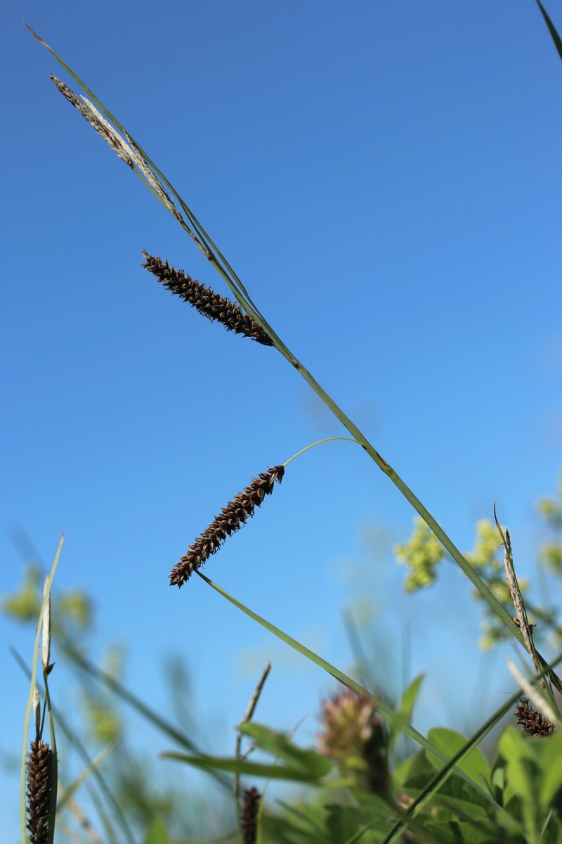 Изображение особи Carex flacca.