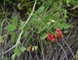 Lathyrus miniatus. Побег с соцветиями. Чечня, Шаройский р-н, участок дол. р. Цесиахк, чуть ниже развилки (450 м ниже водопада Цеси), луг. 29 июня 2024 г.