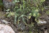 Oxytropis macrodonta