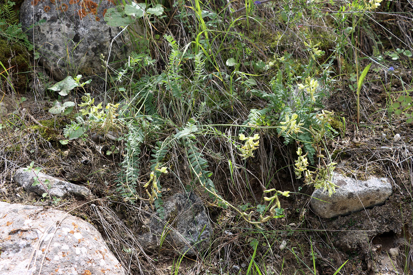 Image of Oxytropis macrodonta specimen.