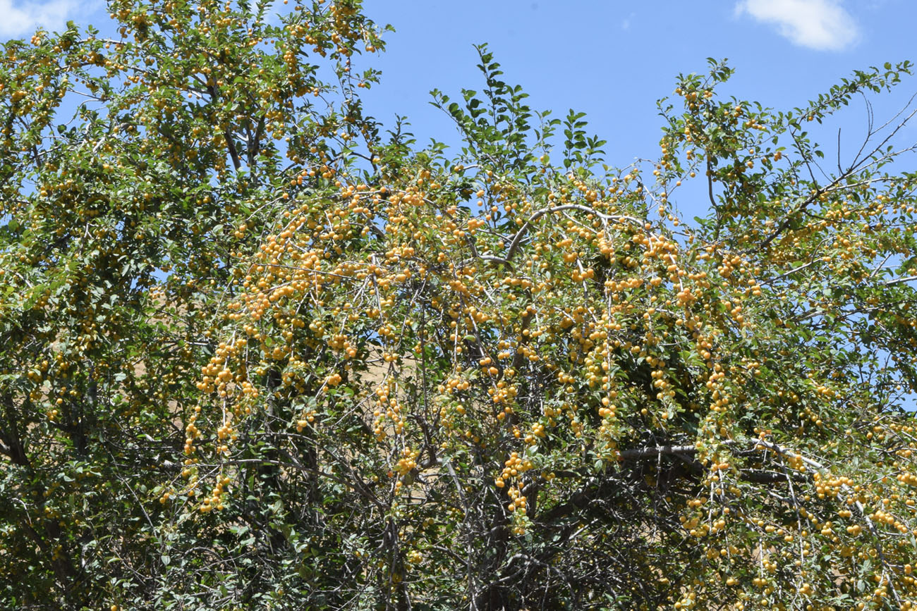 Image of Prunus cerasifera specimen.