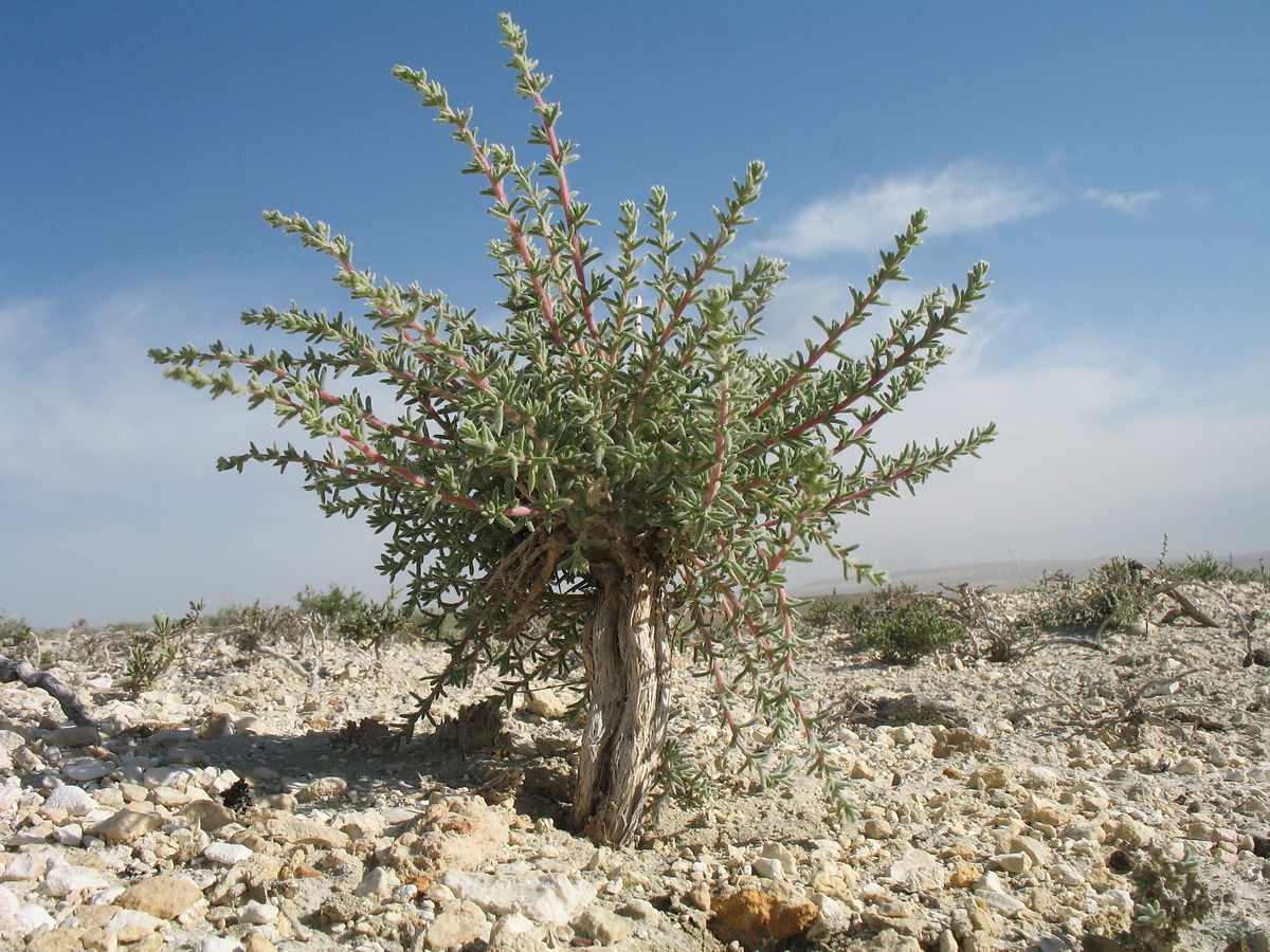 Image of familia Chenopodiaceae specimen.