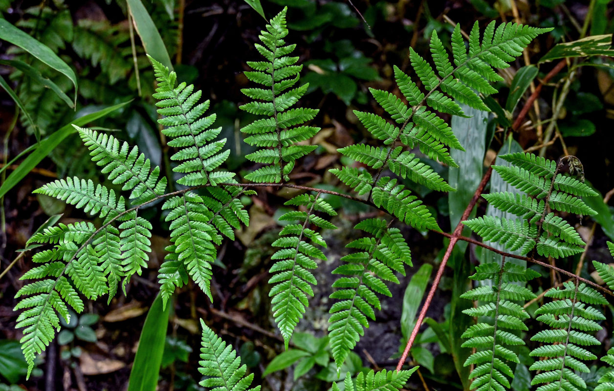 Image of Ctenitis subglandulosa specimen.