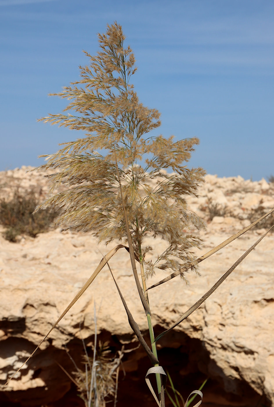 Изображение особи Phragmites altissimus.