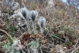 Pulsatilla taurica. Зацветающие растения. Крым, г/о Судак, окр. села Краснокаменка, гора Сандык-Кая опушка дубового леса. 17.03.2025.
