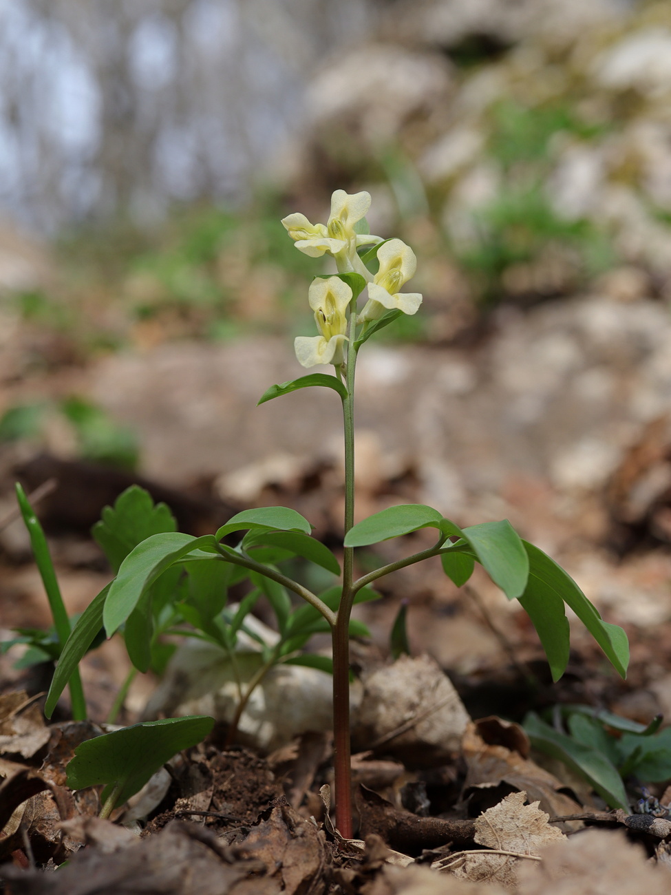 Image of Corydalis marschalliana specimen.