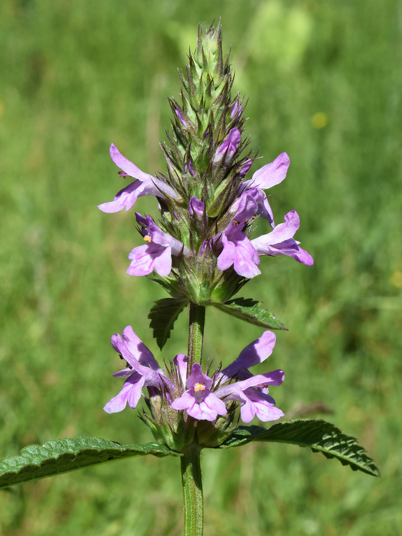 Image of Betonica betoniciflora specimen.
