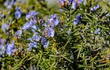 View full-size image Rosmarinus officinalis