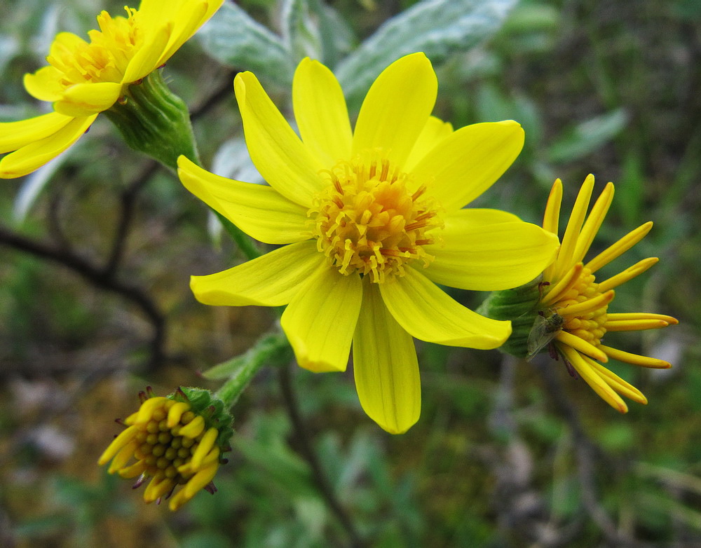 Изображение особи Tephroseris integrifolia.