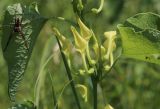View full-size image Aristolochia clematitis