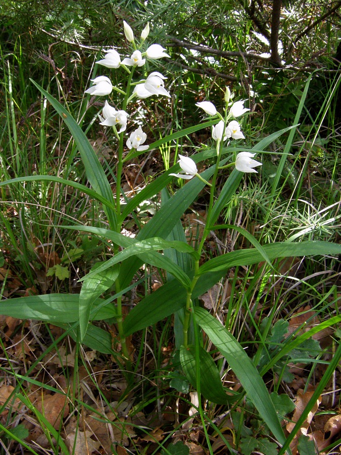 Image of Cephalanthera longifolia specimen.