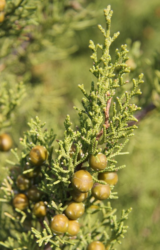 Image of Juniperus phoenicea specimen.