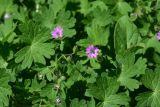 View full-size image Geranium molle