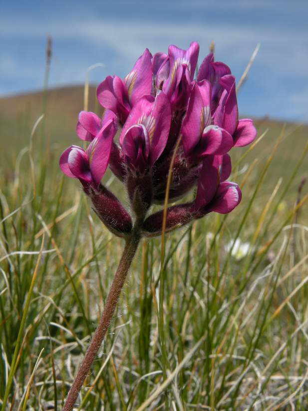 Image of Oxytropis macrosema specimen.