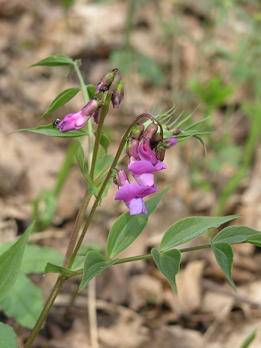 Image of Lathyrus vernus specimen.