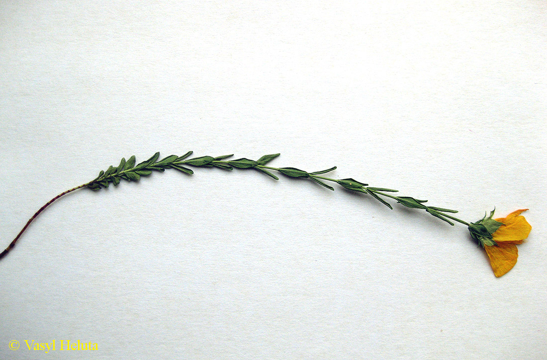 Image of Hypericum olympicum specimen.