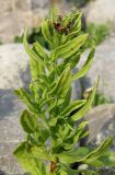 Argusia sibirica