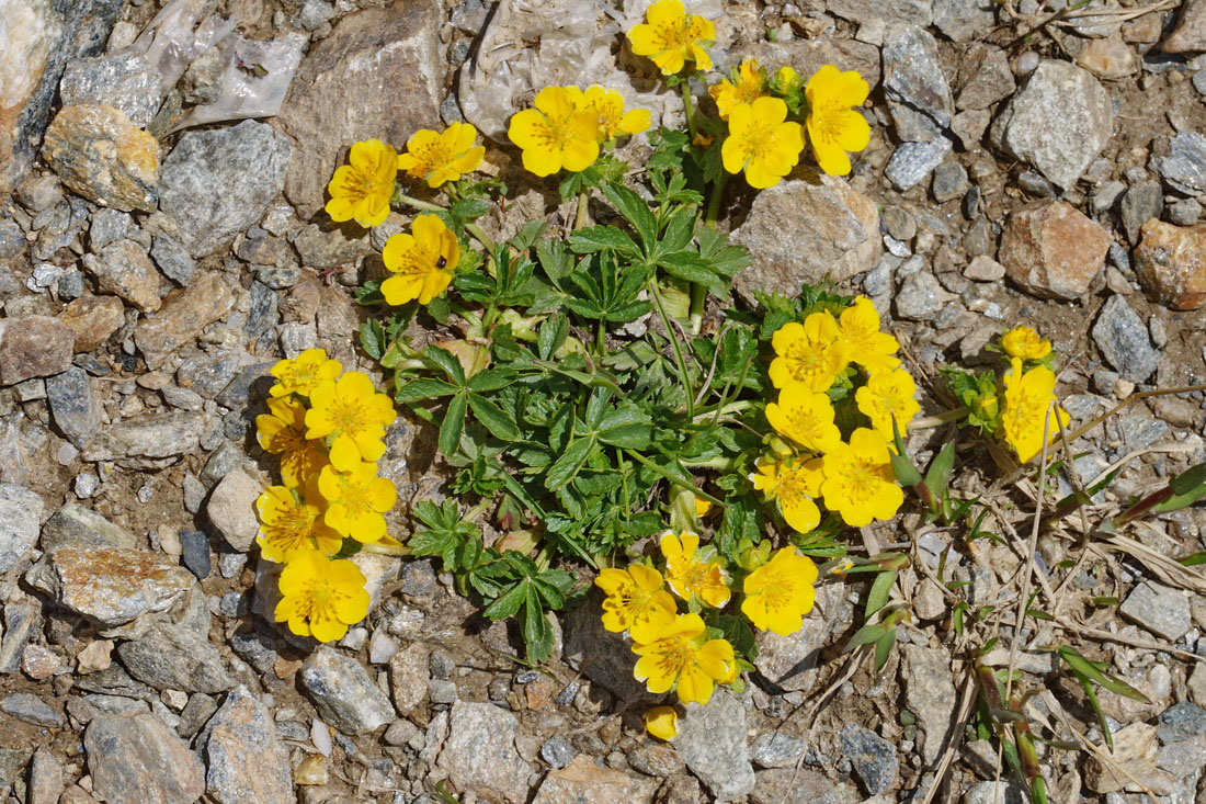 Image of Potentilla ruprechtii specimen.