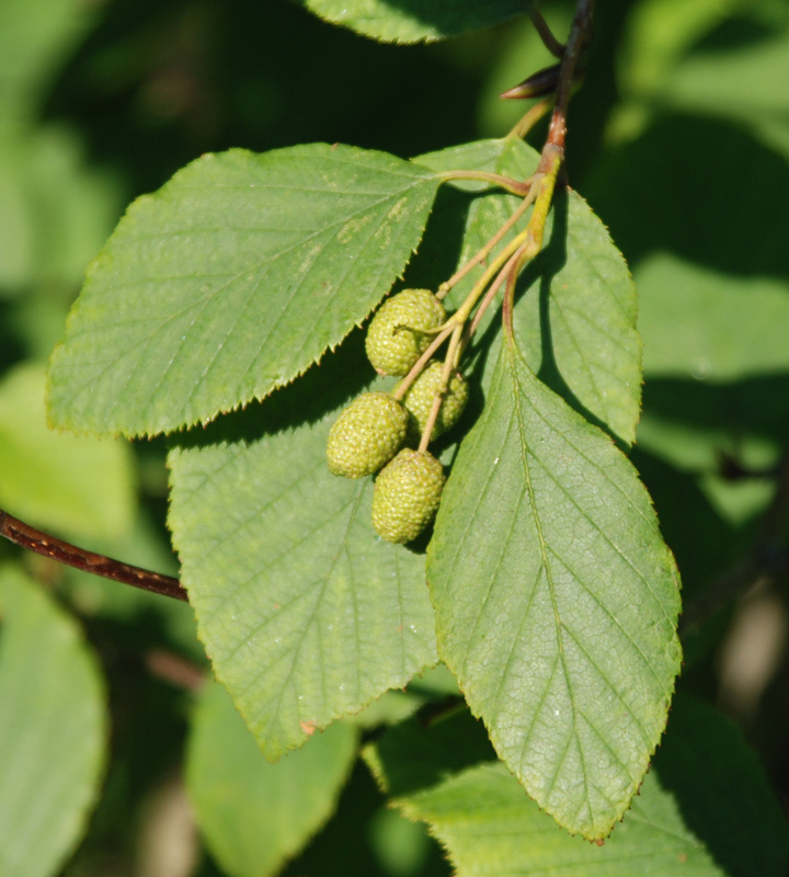 Изображение особи Duschekia fruticosa.