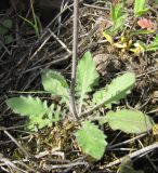 Arabidopsis arenosa