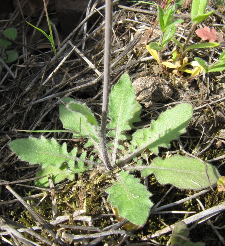 Изображение особи Arabidopsis arenosa.