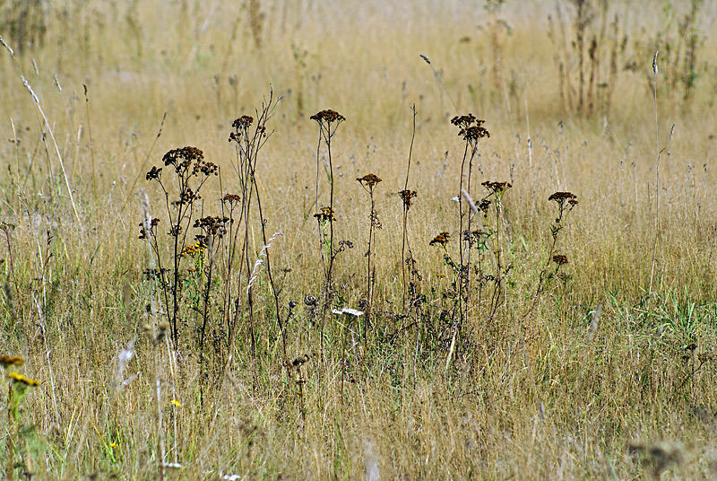 Image of Tanacetum vulgare specimen.