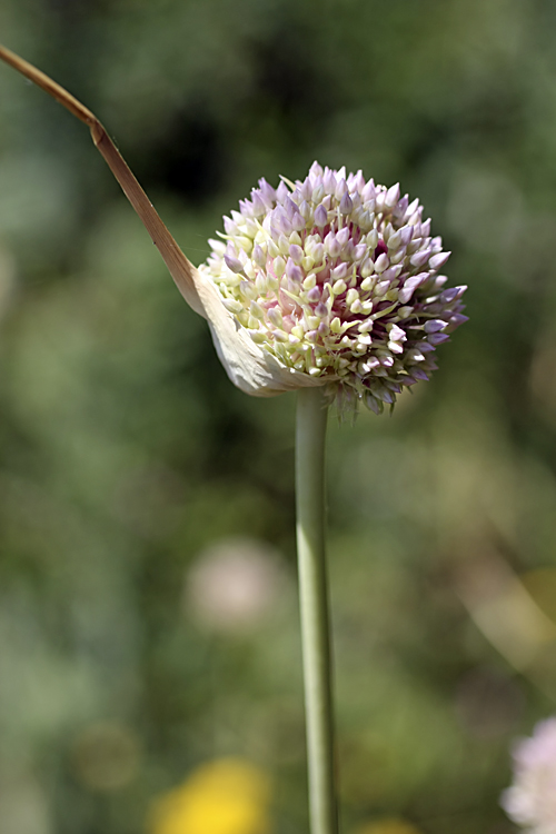 Image of Allium longicuspis specimen.