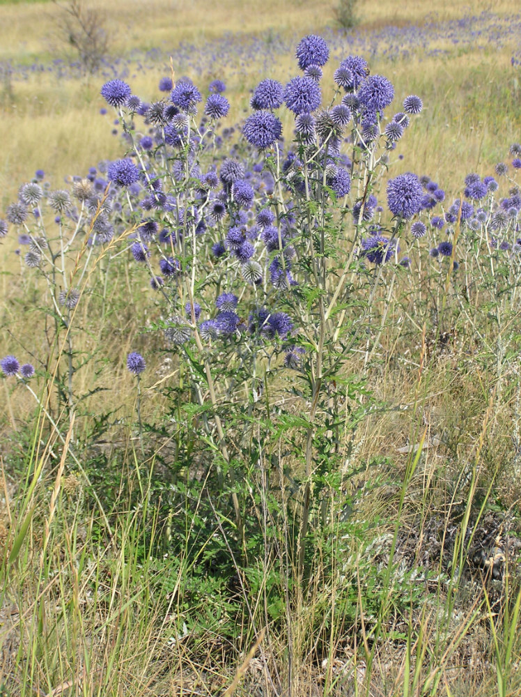 Image of Echinops ruthenicus specimen.