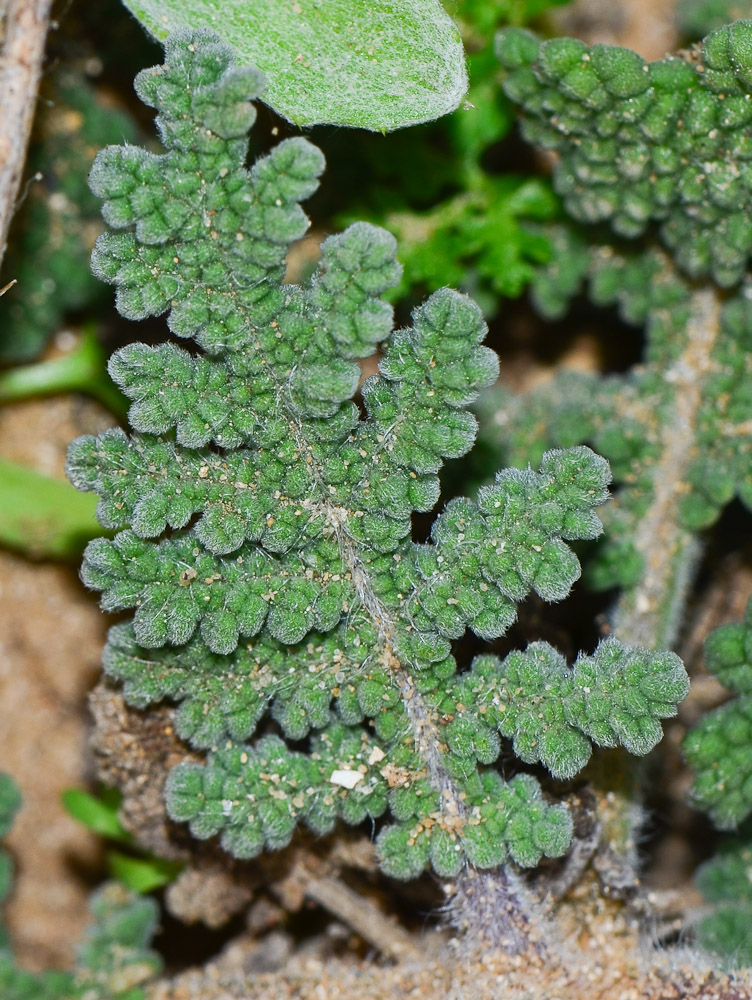 Изображение особи Salvia lanigera.