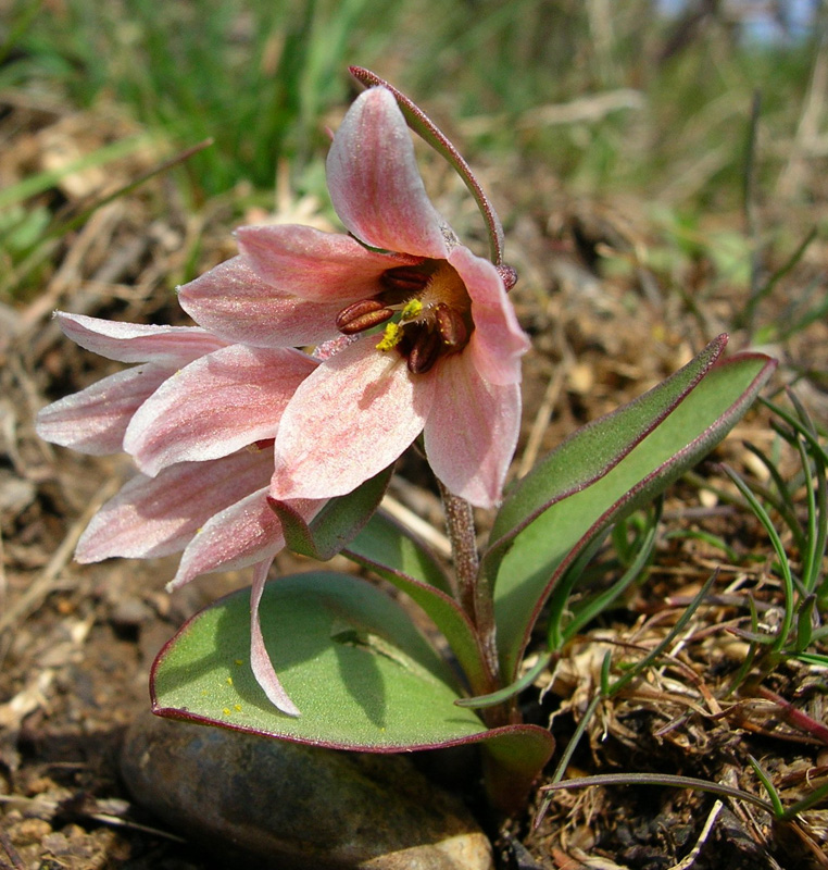 Изображение особи Rhinopetalum stenantherum.