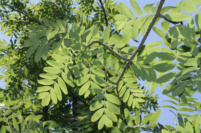 Image of Sorbus domestica specimen.