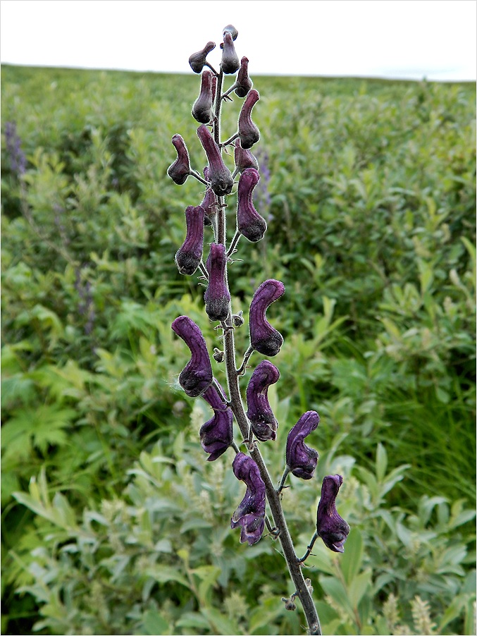 Изображение особи Aconitum septentrionale.