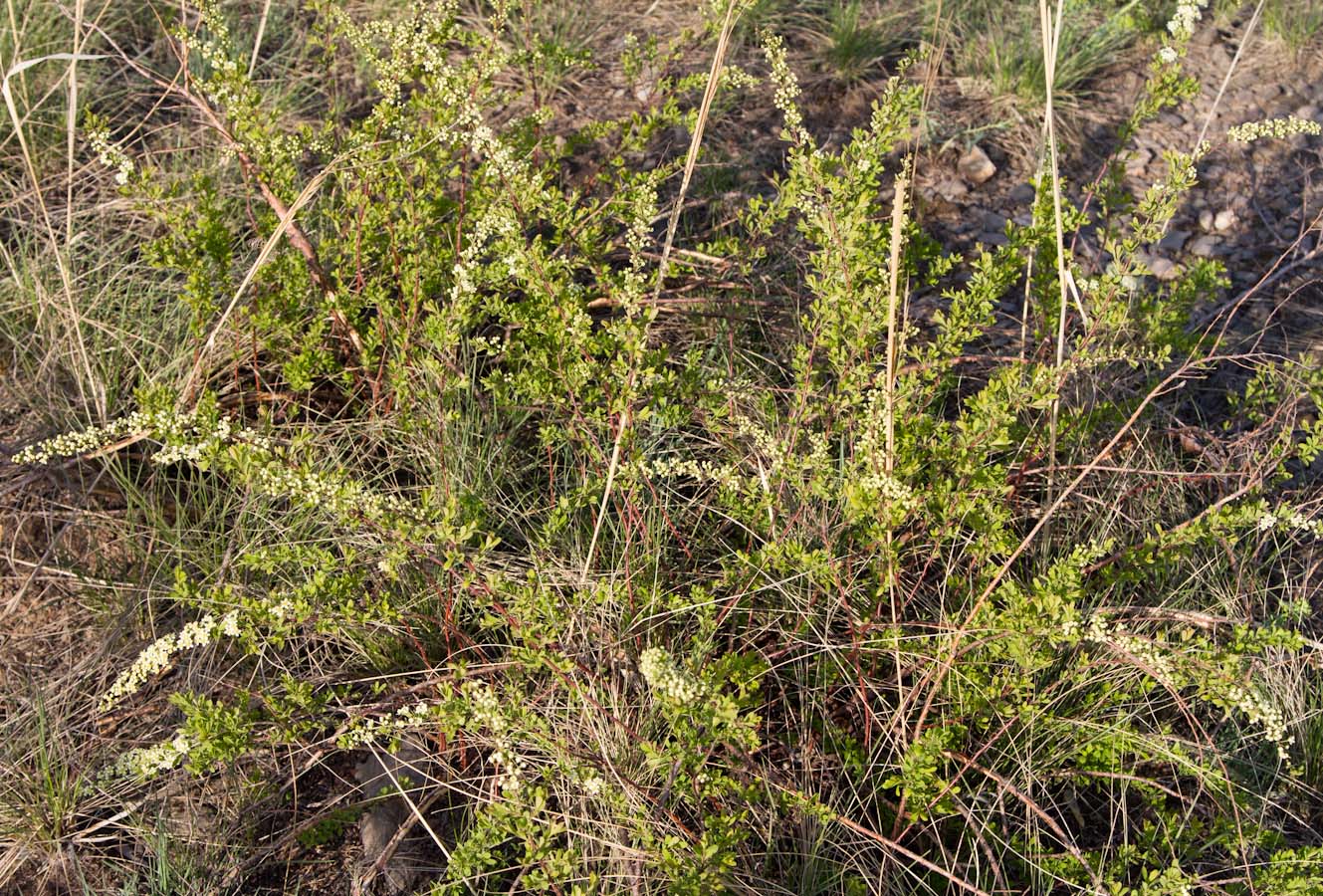 Image of Spiraea hypericifolia specimen.