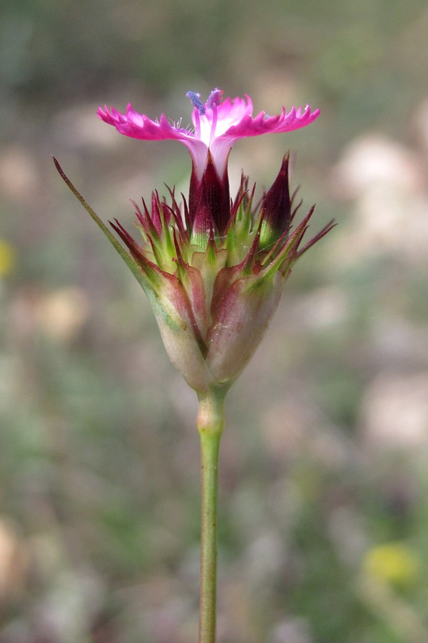 Изображение особи Dianthus capitatus.