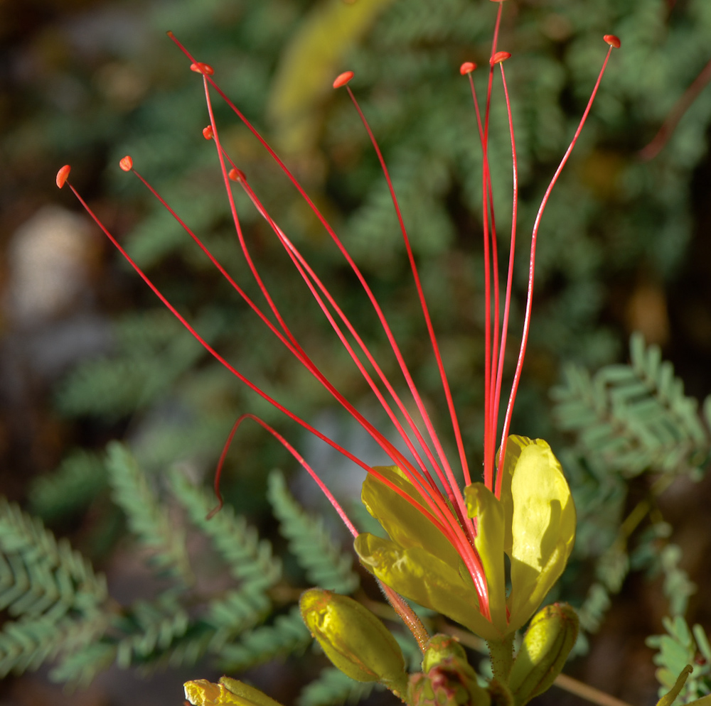 Image of Caesalpinia gilliesii specimen.