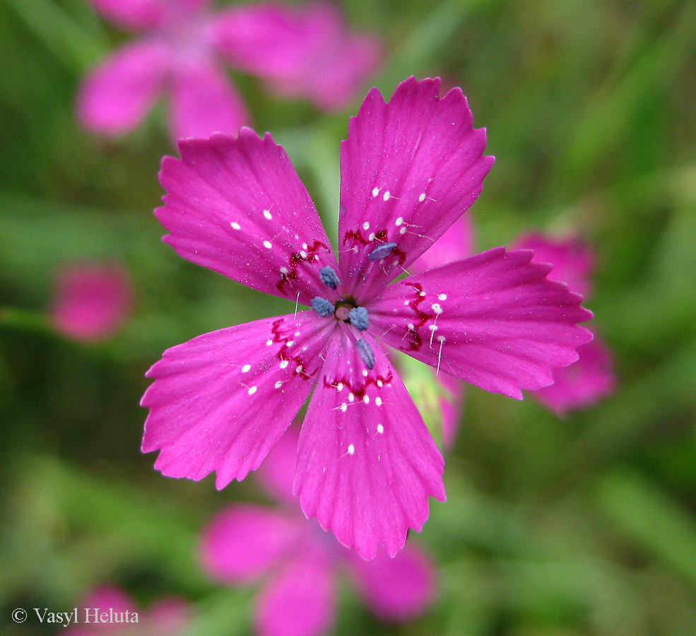 Изображение особи Dianthus deltoides.